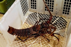 lobster