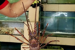 lobster