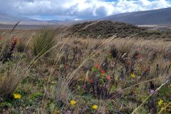 Cotopaxi National Park