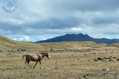 Cotopaxi National Park