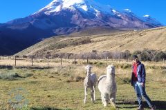 chimborazo