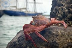 krab