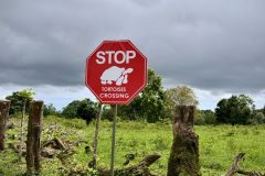 stop-zolwie