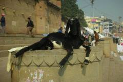 Odpoczywająca koza na ulicach Indii