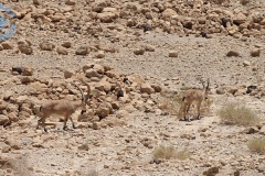 Pustynia Negew -Koziororzec Nubijski