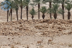 Pustynia Negew - Koziorożce Nubijskie