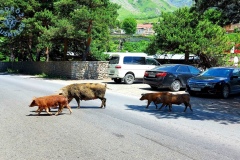 Świnie w miasteczku :)