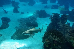 oceanarium - rekin