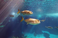 oceanarium