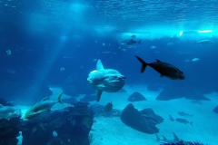 oceanarium - głowonóg
