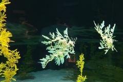 oceanarium - smok morski
