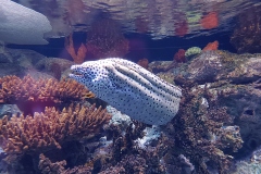 oceanarium - murena