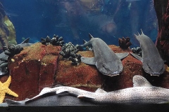 oceanarium
