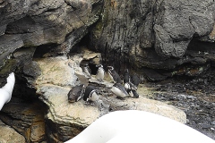 oceanarium - pingwiny
