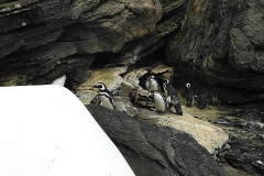 oceanarium - pingwiny