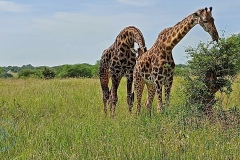 Tarangire