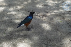 Tarangire