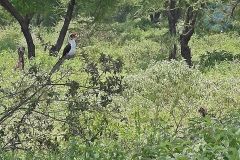 Tarangire