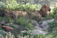 Tarangire