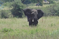 Tarangire
