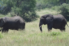 Tarangire