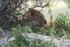 Tarangire