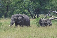 Tarangire