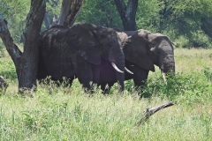 Tarangire