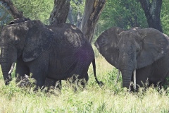 Tarangire