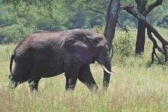 Tarangire