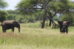 Tarangire