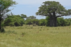 Tarangire