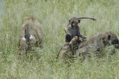 Tarangire