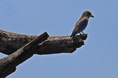 Tarangire