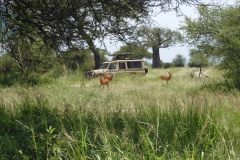 Tarangire