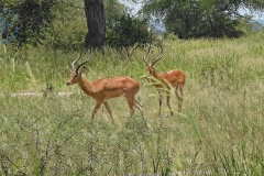 Tarangire, Karibu
