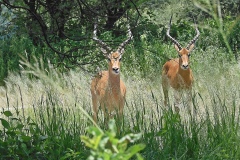 Tarangire, Karibu