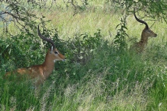 Tarangire, Karibu