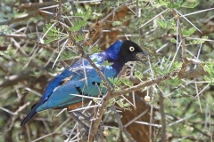 Tarangire