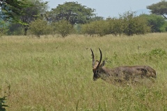 Tarangire