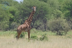 Tarangire