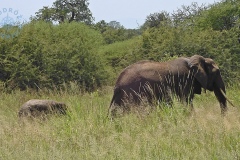 Tarangire