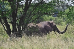 Tarangire