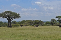 Tarangire