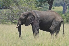 Park Tarangire