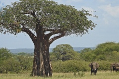 Park Tarangire