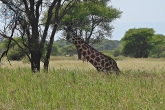 Park Tarangire