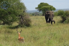 Park Tarangire