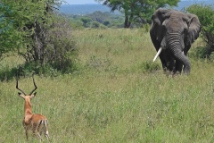 Park Tarangire