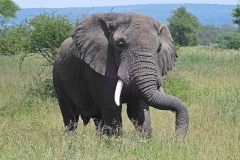 Park Tarangire